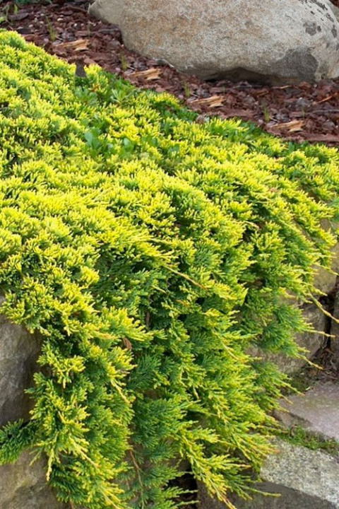 Jałowiec płożący 'Golden Carpet' Jałowiec płożący 'Golden Carpet'