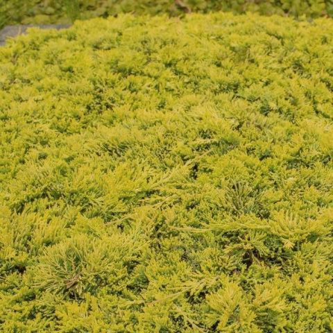 Jałowiec płożący 'Golden Carpet' Jałowiec płożący 'Golden Carpet'
