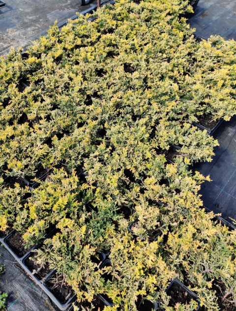 Sadzonki Jałowiec płożący 'Golden Carpet'
