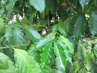 Kawa arabska w kubku