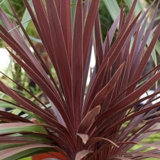 Kordylina australijska Red