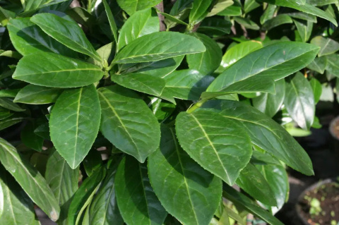 Laurowiśnia wschodnia 'Novita' Laurowiśnia wschodnia 'Novita'