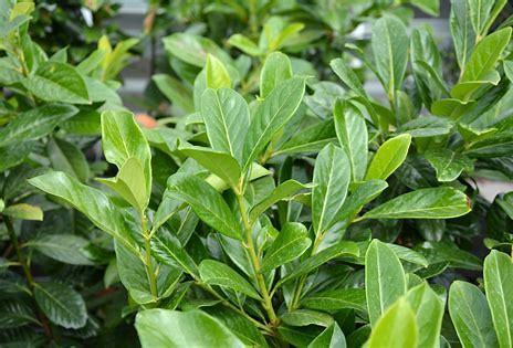 Laurowiśnia wschodnia 'Novita'