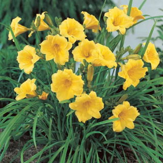 Liliowiec 'Stella de Oro'