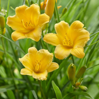 Liliowiec 'Stella de Oro'