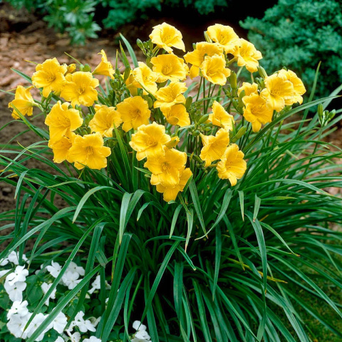 Liliowiec 'Stella de Oro' Liliowiec 'Stella de Oro'