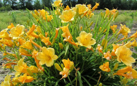 Liliowiec 'Stella de Oro' Liliowiec 'Stella de Oro'