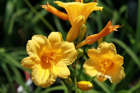 Liliowiec 'Stella de Oro' Liliowiec 'Stella de Oro'