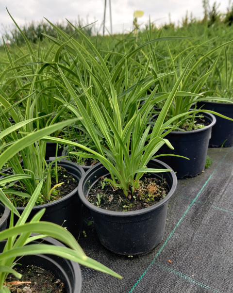 Sadzonki Liliowiec 'Stella de Oro'