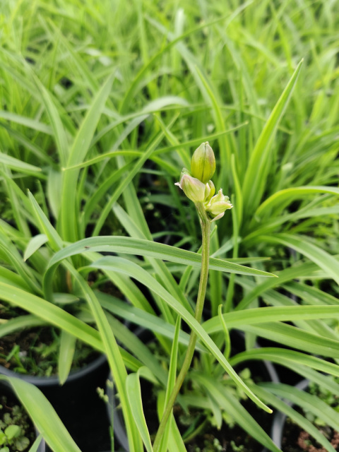 Sadzonki Liliowiec 'Stella de Oro'