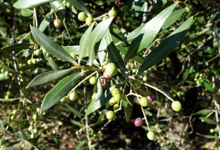 Oliwka drzewiasta