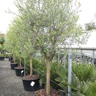 Oliwka europejska na pniu (Olea Europaea) - wysokość 110 cm
