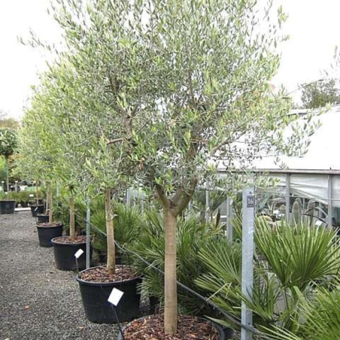 Oliwka europejska na pniu (Olea Europaea) Oliwka europejska na pniu (Olea Europaea)
