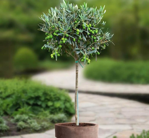 Oliwka europejska na pniu (Olea Europaea) Oliwka europejska na pniu (Olea Europaea)