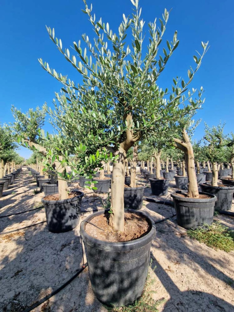 Oliwka europejska na pniu (Olea Europaea) Oliwka europejska na pniu (Olea Europaea)