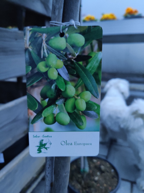 Sadzonki Oliwka europejska na pniu (Olea Europaea) Sadzonki Oliwka europejska na pniu (Olea Europaea)