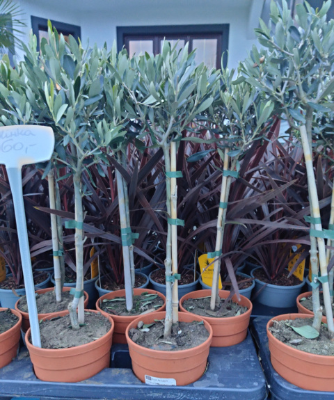 Sadzonki Oliwka europejska na pniu (Olea Europaea) Sadzonki Oliwka europejska na pniu (Olea Europaea)