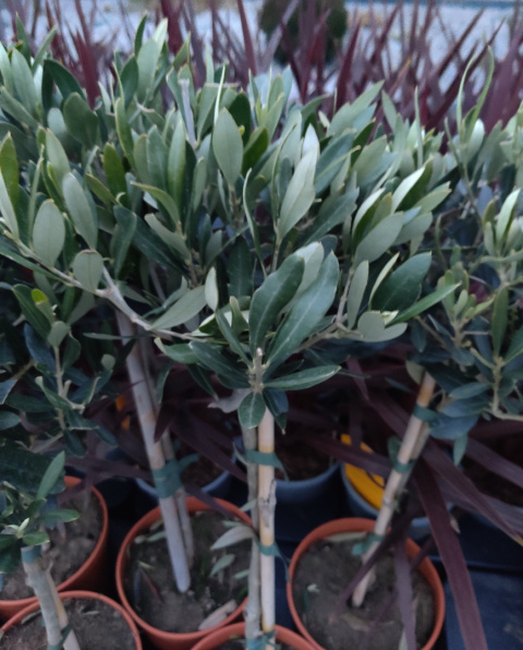 Sadzonki Oliwka europejska na pniu (Olea Europaea)