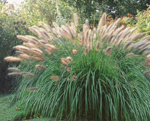 Rozplenica japońska ‘Moudry’ Rozplenica japońska ‘Moudry’