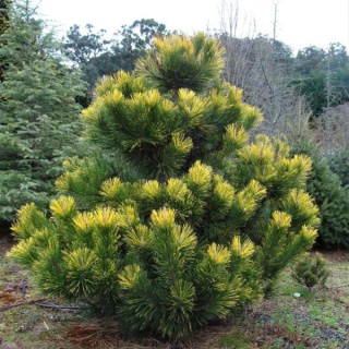 Sosna Thunberga 'Ogon'