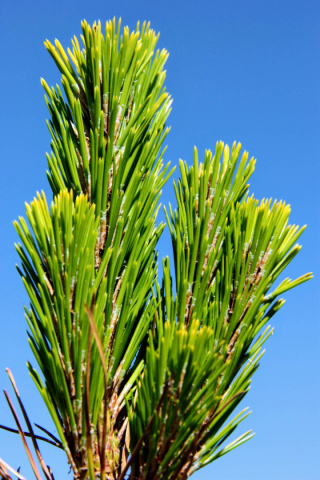 Sosna Thunberga 'Ogon'