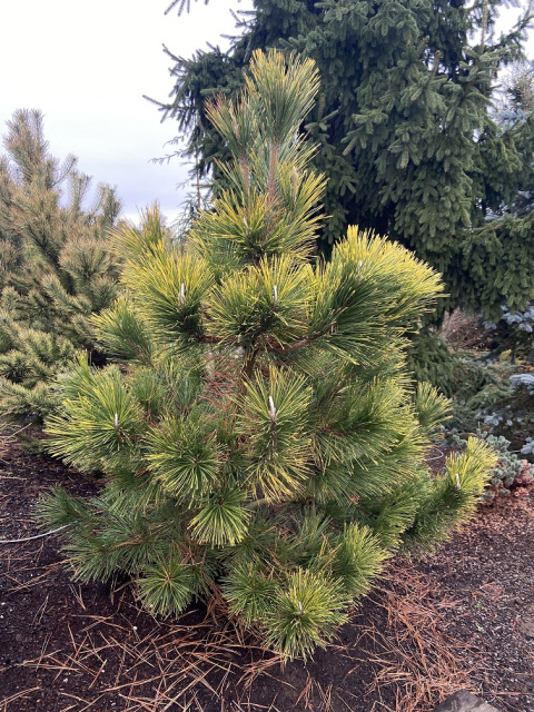 Sosna Thunberga 'Ogon' Sosna Thunberga 'Ogon'
