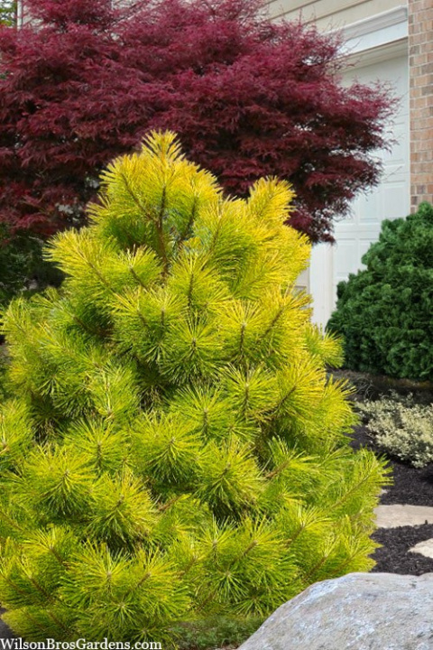 Sosna Thunberga 'Ogon' Sosna Thunberga 'Ogon'