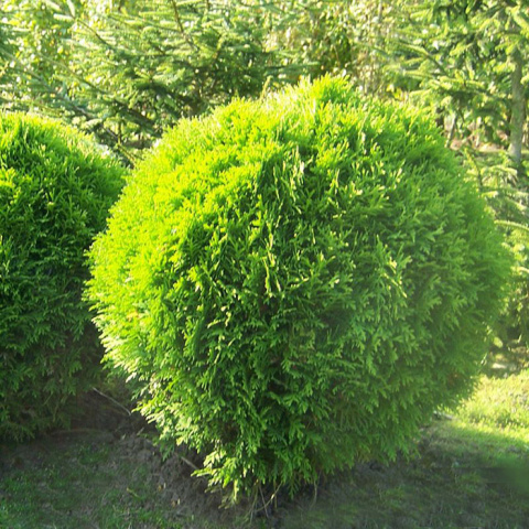 Tuja 'Danica' Tuja 'Danica'