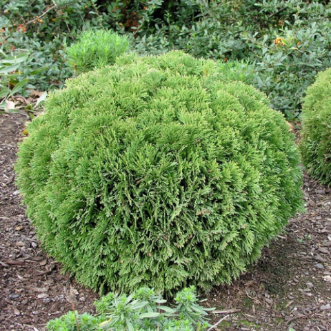 Tuja 'Danica' Tuja 'Danica'