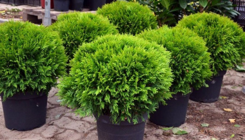 Tuja 'Danica' Tuja 'Danica'