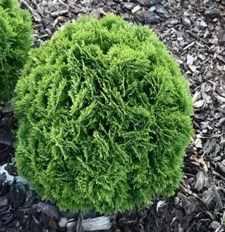 Tuja 'Danica' Tuja 'Danica'