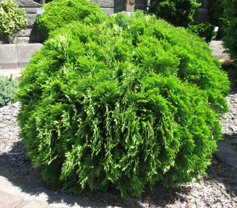 Tuja 'Danica' Tuja 'Danica'