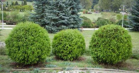Tuja 'Danica'