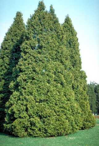 Tuja 'Szmaragd'