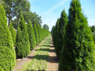 Tuja 'Szmaragd'