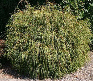 Tuja 'Whipcord'
