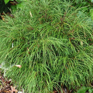 Tuja 'Whipcord'