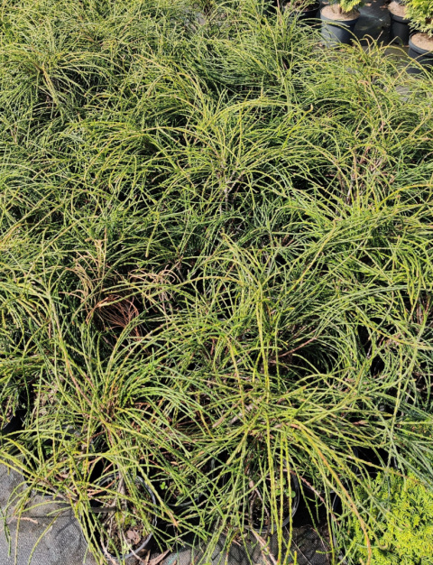 Sadzonki Tuja ‘Whipcord’