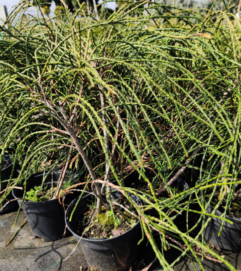 Sadzonki Tuja ‘Whipcord’