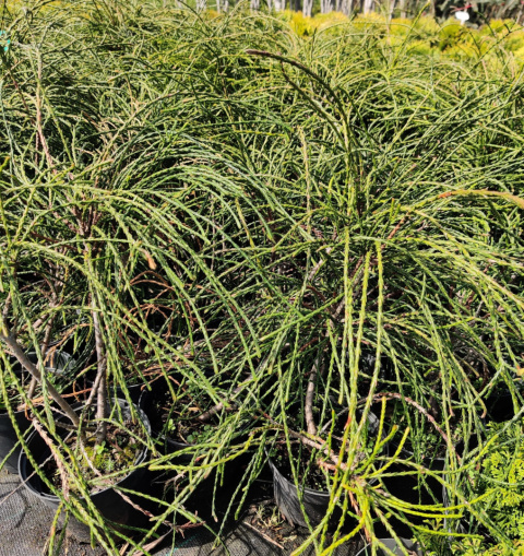 Sadzonki Tuja ‘Whipcord’