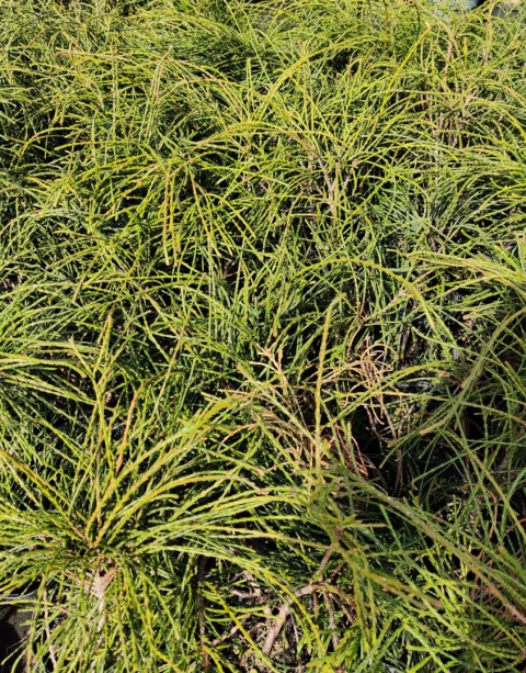 Sadzonki Tuja ‘Whipcord’