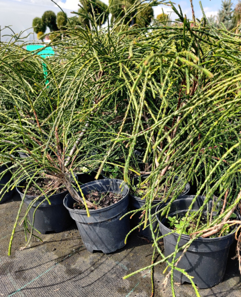 Sadzonki Tuja ‘Whipcord’