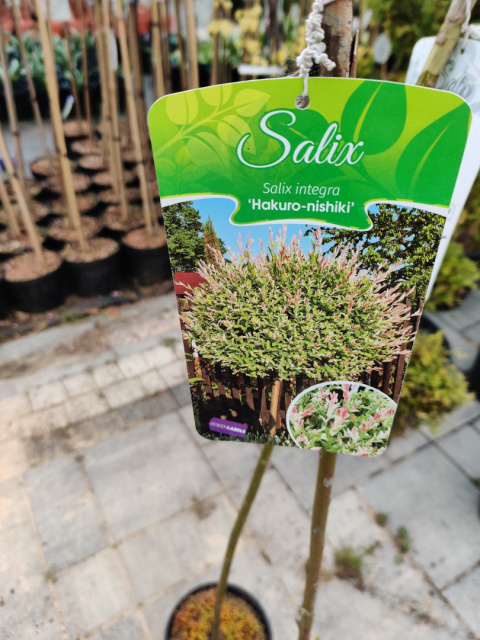 Sadzonki Wierzba całolistna 'Hakuro-nishiki'