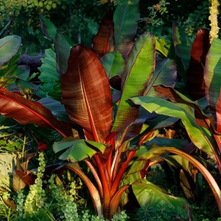 Bananowiec 'Maurelii'