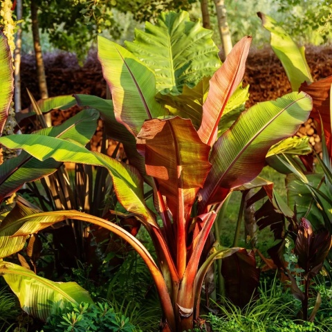 Bananowiec 'Maurelii'