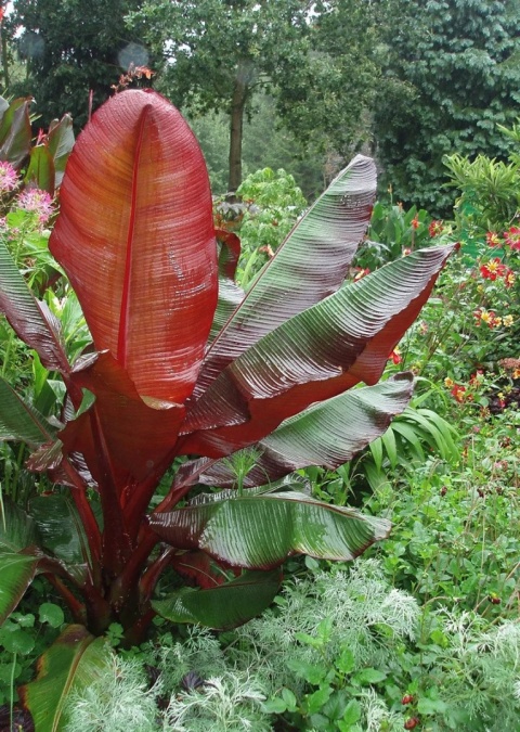 Bananowiec 'Maurelii'
