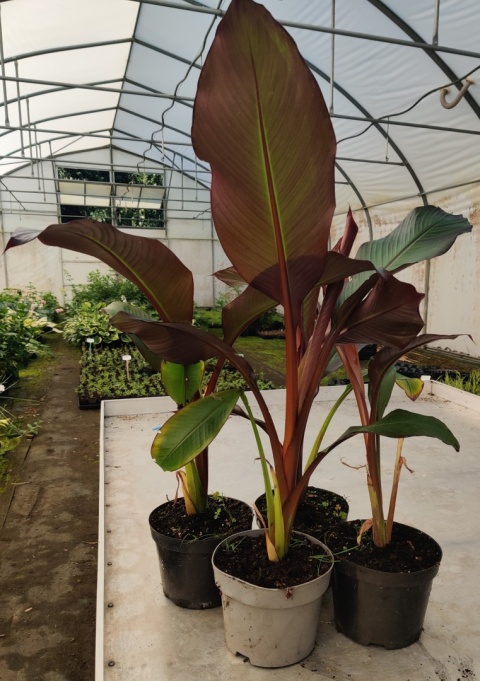 Sadzonki Bananowiec 'Maurelii'