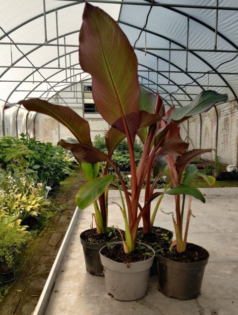 Sadzonki Bananowiec 'Maurelii'