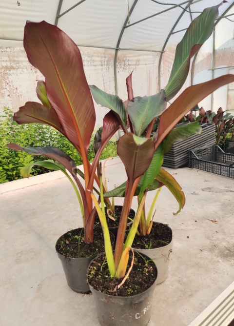 Sadzonki Bananowiec 'Maurelii'