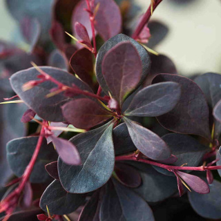 Berberys Thunberga 'Atropurpurea'